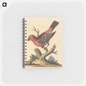 アートメモ帳-Red and Black Bird
 - ジョージ エドワーズ Memo.