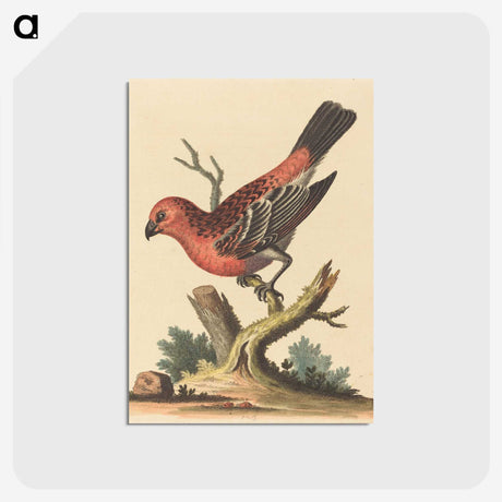 1-32_George-Edwards_postcard