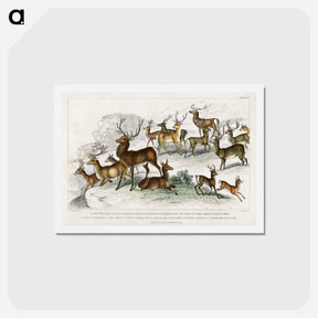 アートポストカード-Deer of the World
 - ゴールドスミスの生き生きとした自然 Postcard.
