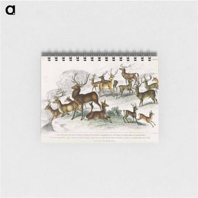 アートメモ帳-Deer of the World
 - ゴールドスミスの生き生きとした自然 Memo.