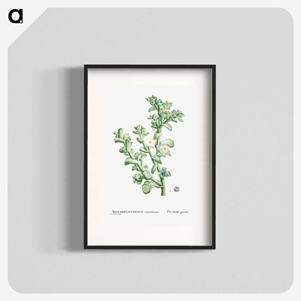 1-32_Histoire-des-Plantes-Grasses_blk