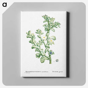 1-32_Histoire-des-Plantes-Grasses_canvas