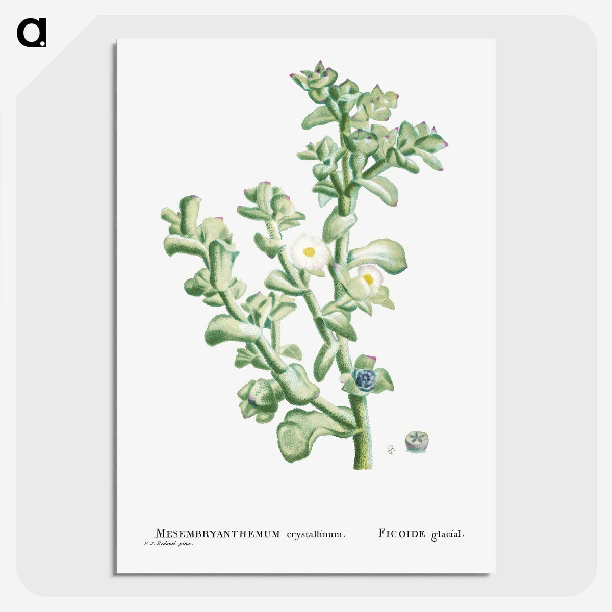 1-32_Histoire-des-Plantes-Grasses_picture-crop