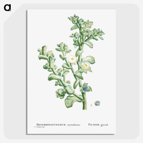1-32_Histoire-des-Plantes-Grasses_picture-crop