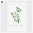1-32_Histoire-des-Plantes-Grasses_picture