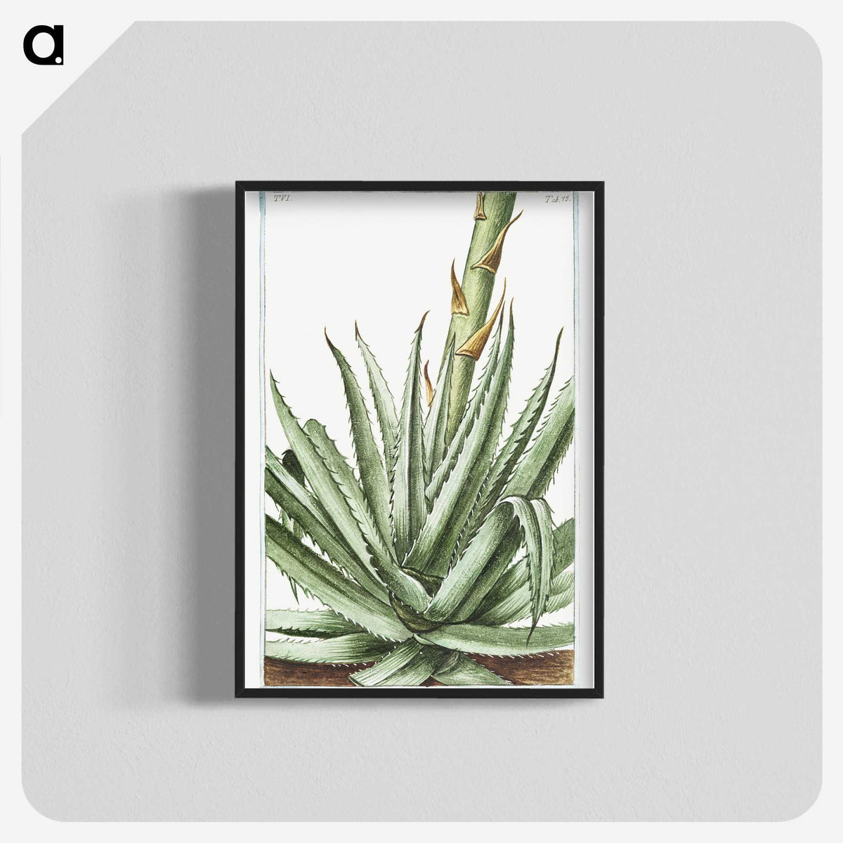 1-32_Hortus-Romanus-Botanical-Plates_blk-crop