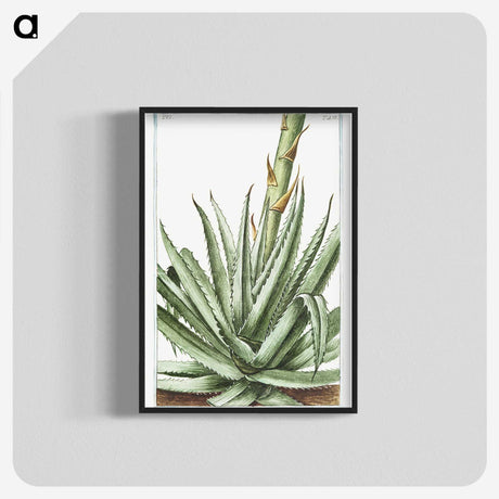 1-32_Hortus-Romanus-Botanical-Plates_blk-crop