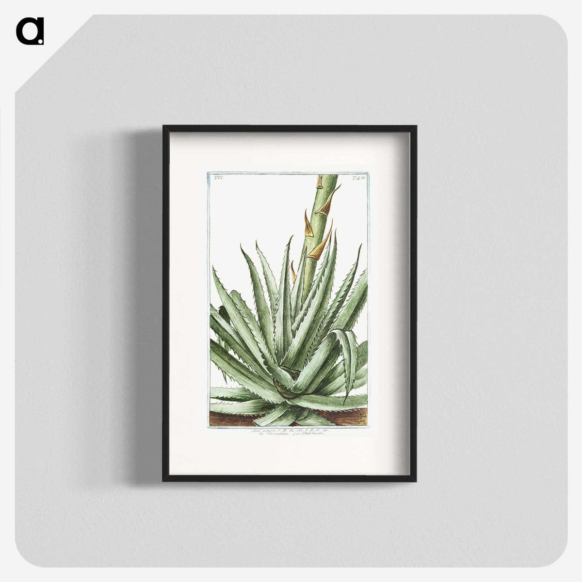 1-32_Hortus-Romanus-Botanical-Plates_blk