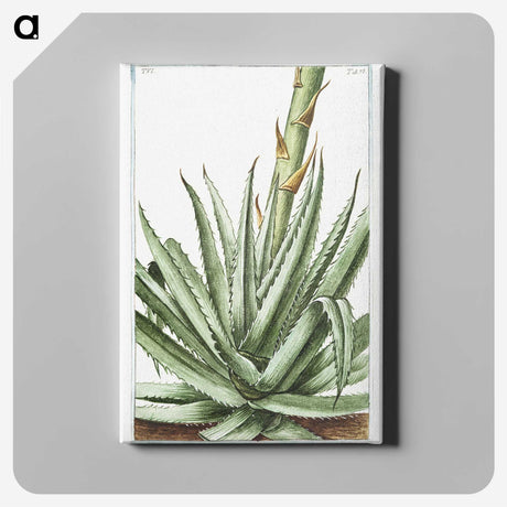1-32_Hortus-Romanus-Botanical-Plates_canvas