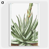1-32_Hortus-Romanus-Botanical-Plates_picture-crop