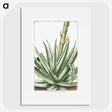1-32_Hortus-Romanus-Botanical-Plates_picture