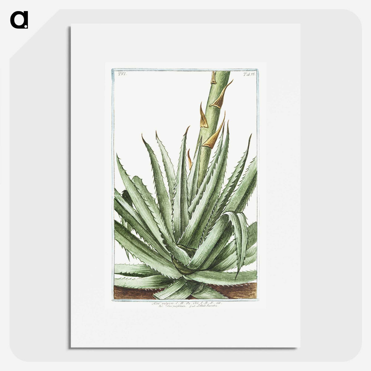 1-32_Hortus-Romanus-Botanical-Plates_picture