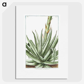 1-32_Hortus-Romanus-Botanical-Plates_picture