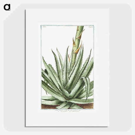 1-32_Hortus-Romanus-Botanical-Plates_picture