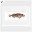 1-32_Ichtyologie-ou-Histoire-naturelle_picture