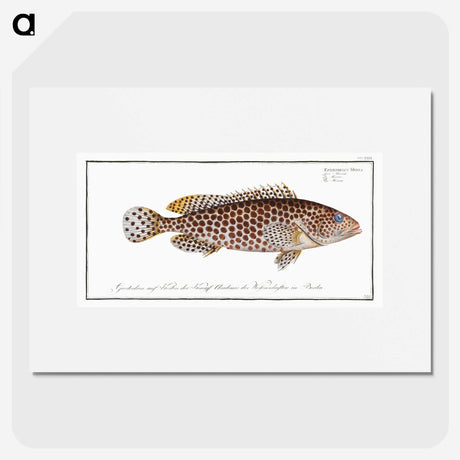 1-32_Ichtyologie-ou-Histoire-naturelle_picture
