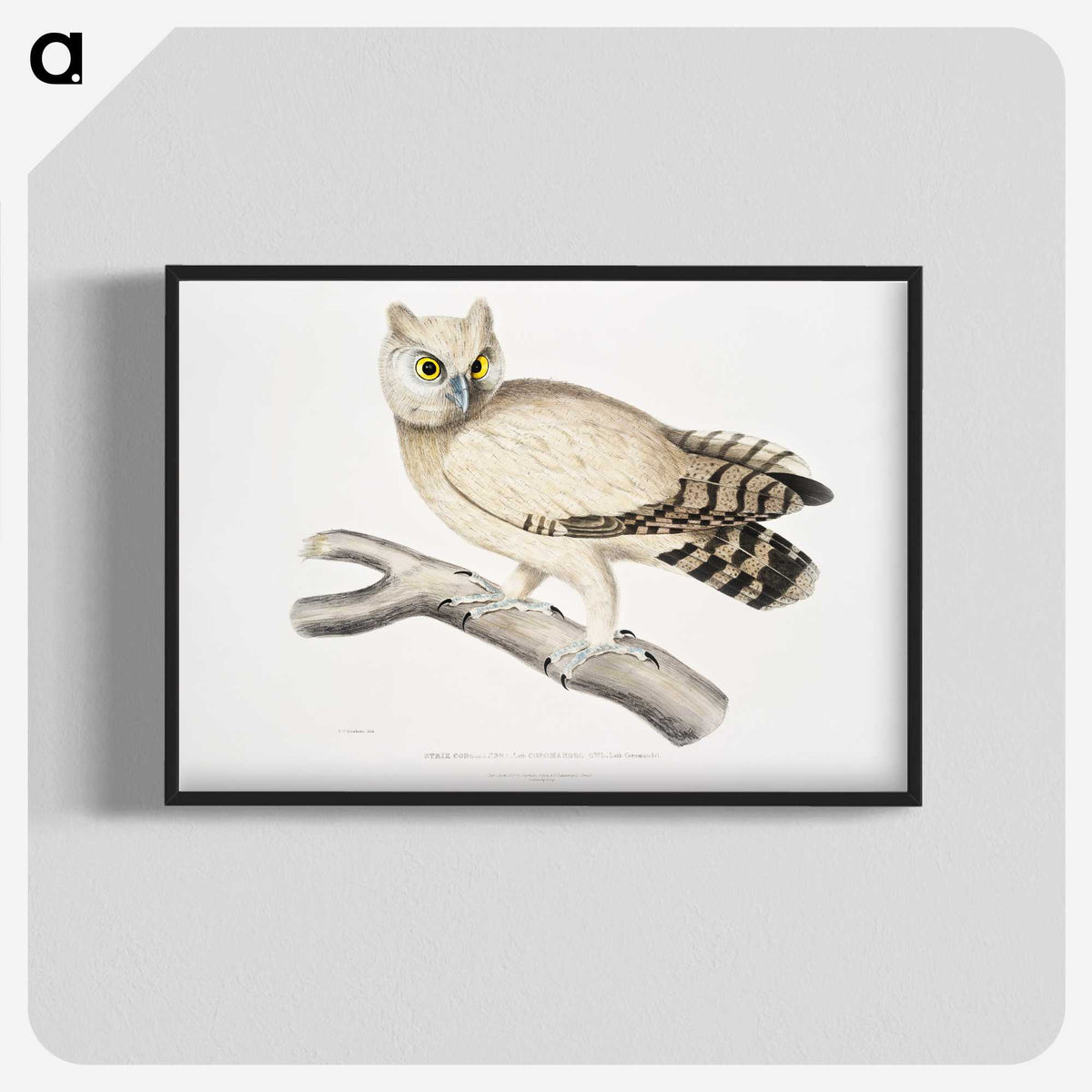 1-32_Indian-Zoology_blk-crop