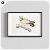 1-32_Indian-Zoology_blk