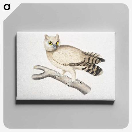 1-32_Indian-Zoology_canvas
