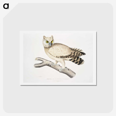 1-32_Indian-Zoology_hagaki