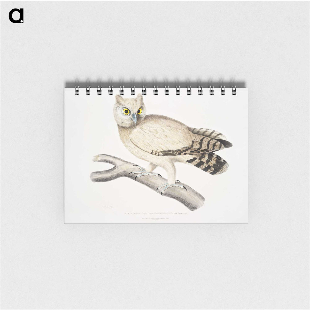 1-32_Indian-Zoology_memo