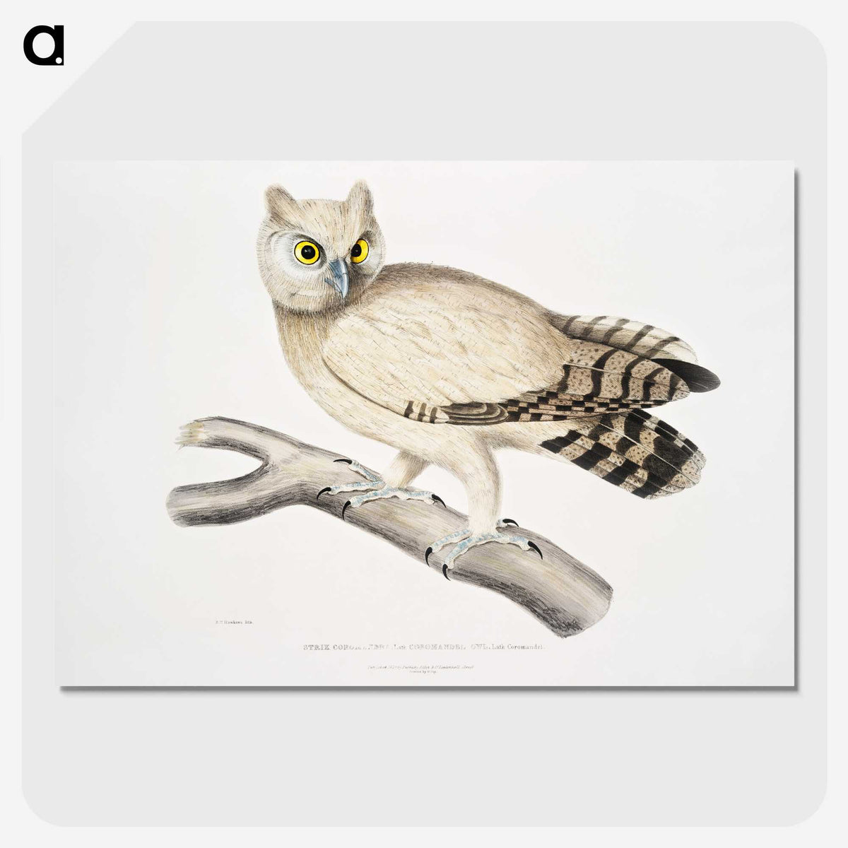 1-32_Indian-Zoology_picture-crop