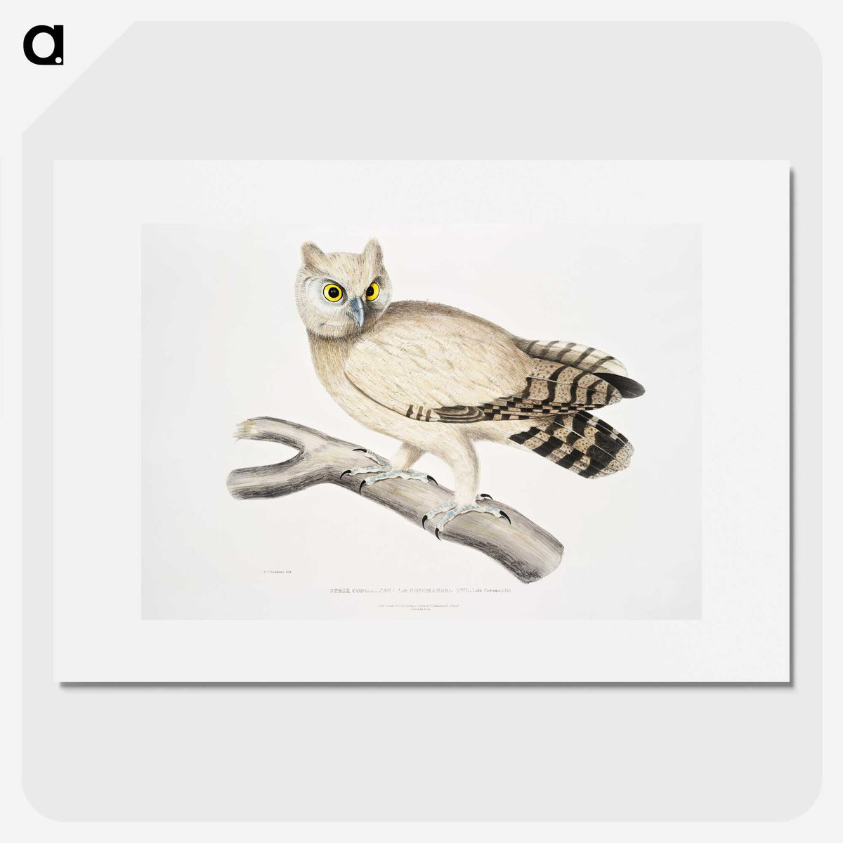 1-32_Indian-Zoology_picture