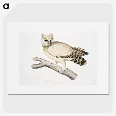 1-32_Indian-Zoology_picture