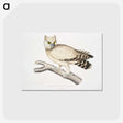 1-32_Indian-Zoology_postcard