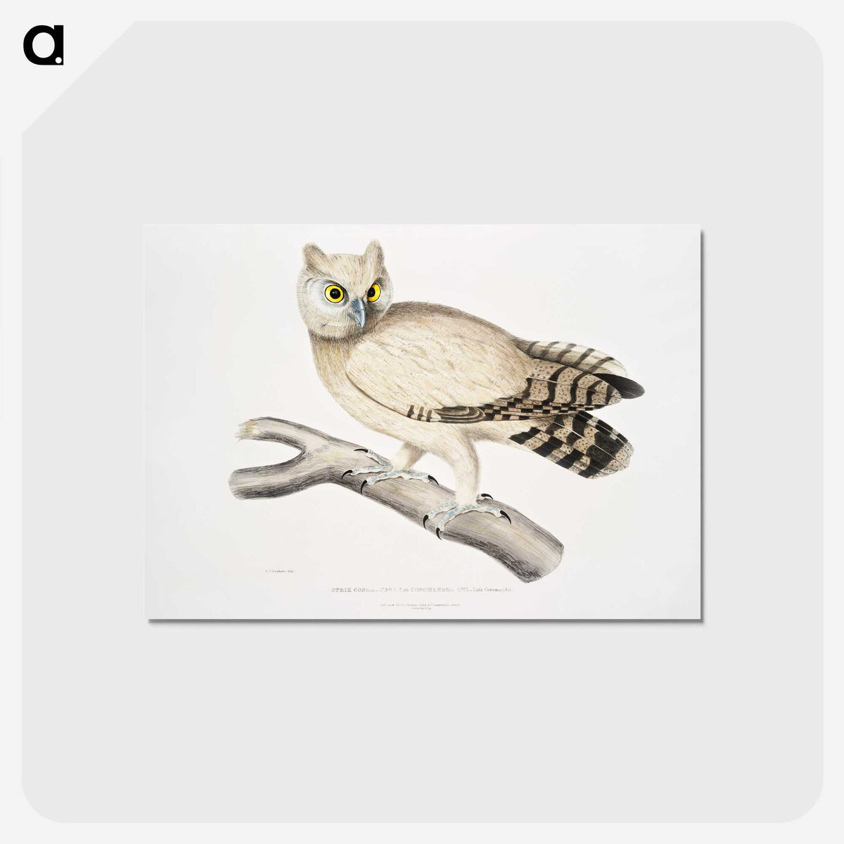 1-32_Indian-Zoology_postcard