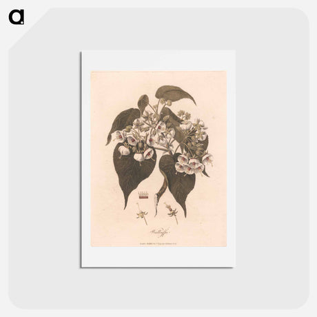 アートポストカード-Walkuffa
 - ジェームス ヒース Postcard.