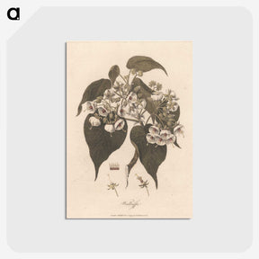 1-32_James-Heath_postcard