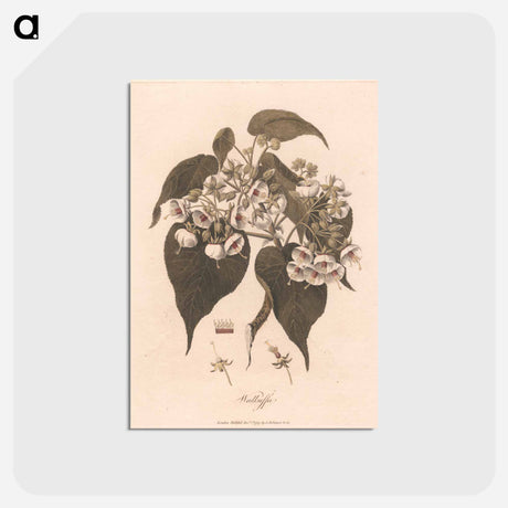 アートポストカード-Walkuffa
 - ジェームス ヒース Postcard.