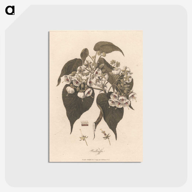 1-32_James-Heath_postcard