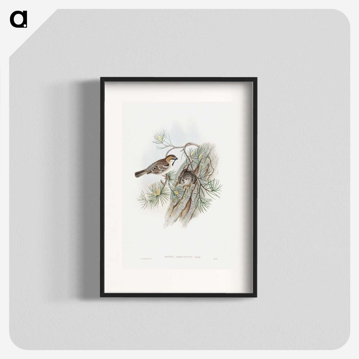1-32_John-Gould_blk