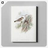 1-32_John-Gould_canvas