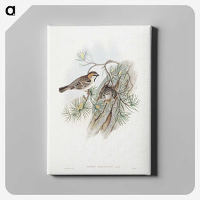 1-32_John-Gould_canvas