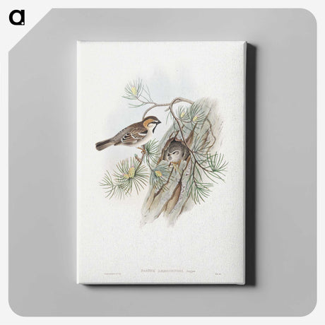 1-32_John-Gould_canvas