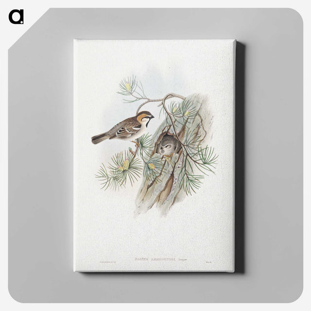 1-32_John-Gould_canvas