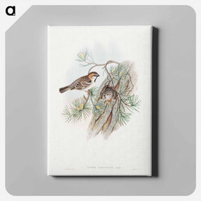 アートパネル-Turkestan Sparrow
 - ジョン グールド Canvas.