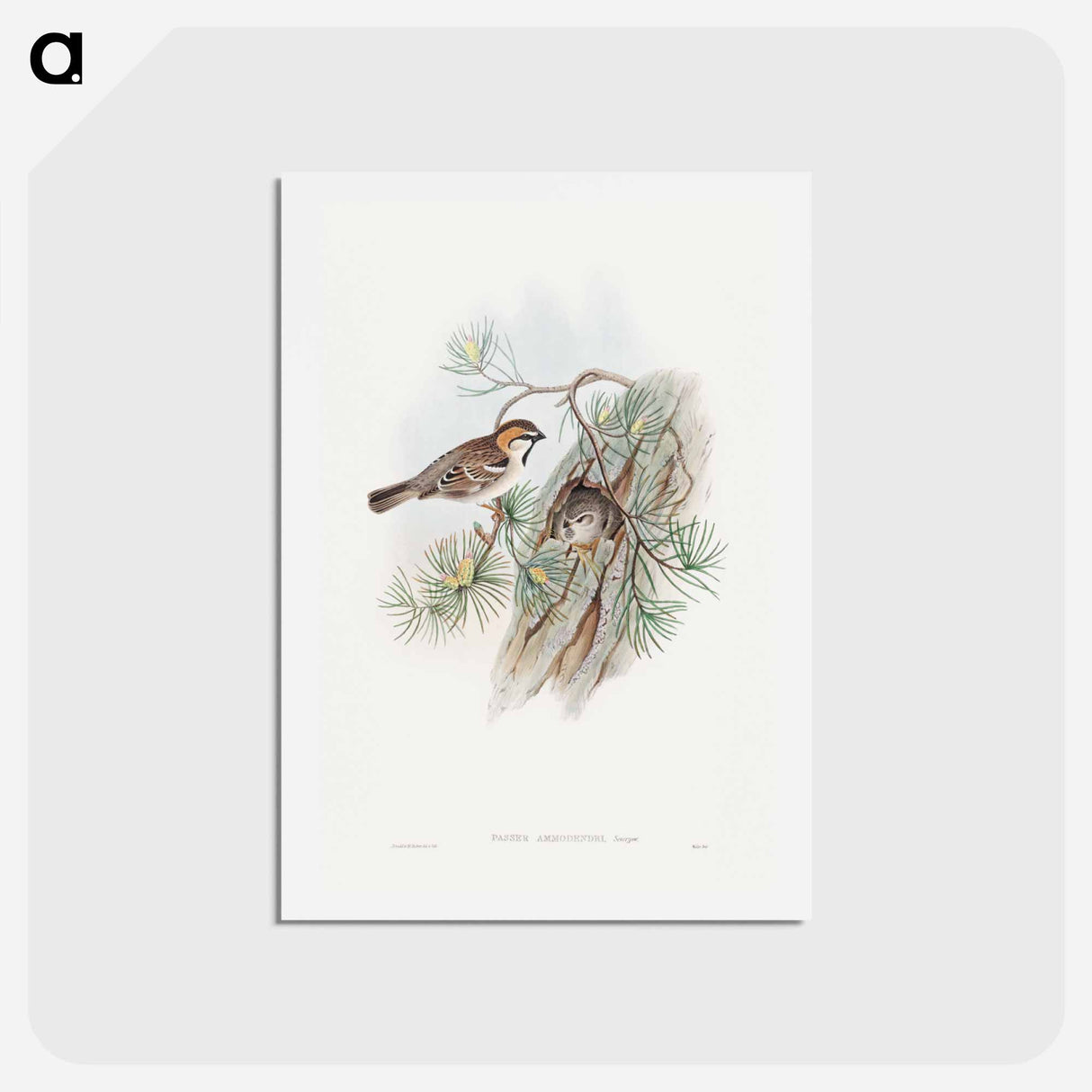 アートポストカード-Turkestan Sparrow
 - ジョン グールド Postcard.