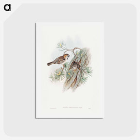 アートポストカード-Turkestan Sparrow
 - ジョン グールド Postcard.