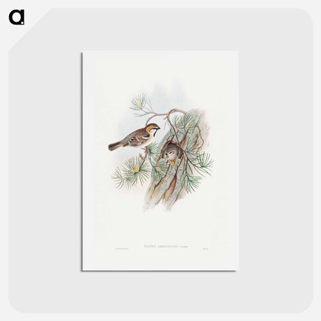 アートポストカード-Turkestan Sparrow
 - ジョン グールド Postcard.