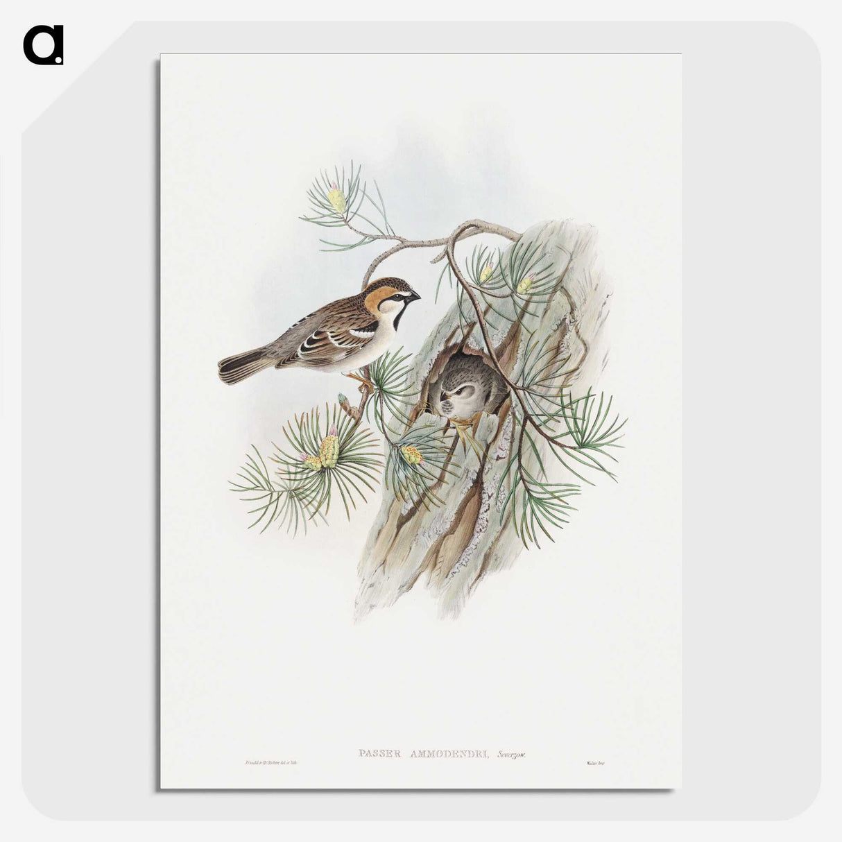 1-32_John-Gould_picture-crop