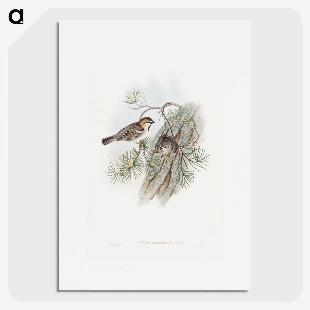 1-32_John-Gould_picture