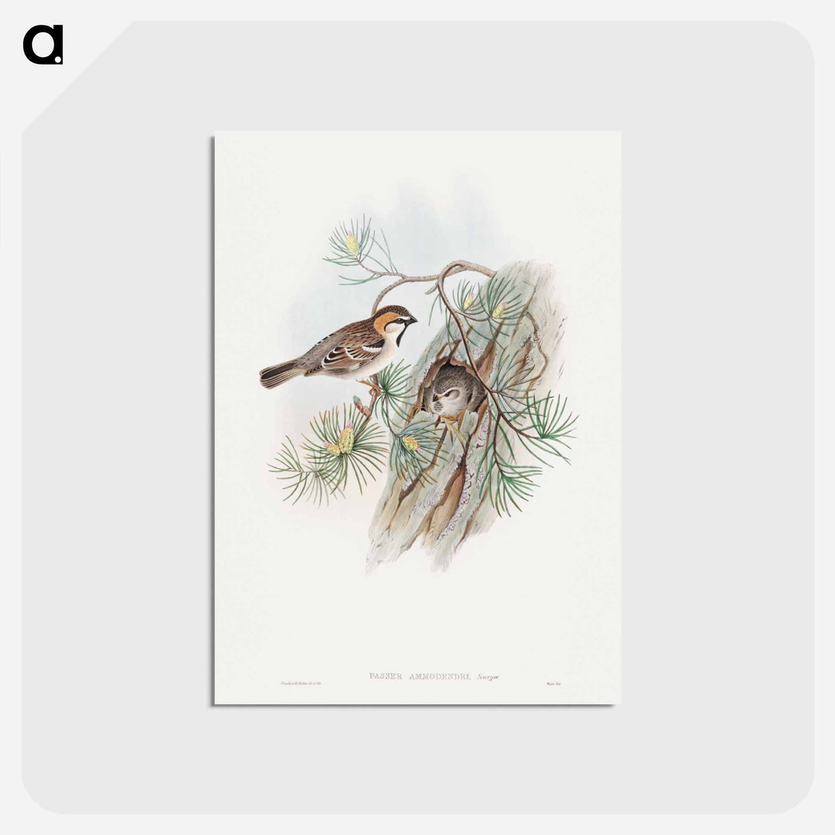 アートポストカード-Turkestan Sparrow
 - ジョン グールド Postcard.