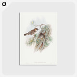 アートポストカード-Turkestan Sparrow
 - ジョン グールド Postcard.