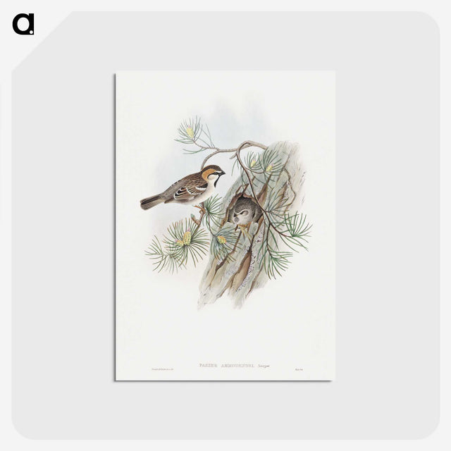 1-32_John-Gould_postcard