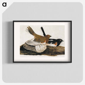 アートポスター-Towhee Bunting
 - ジョン ジェームス オーデュボン Poster.