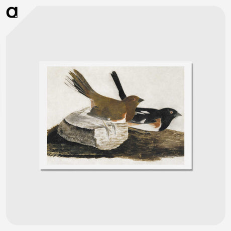 1-32_John-James-Audubon_hagaki